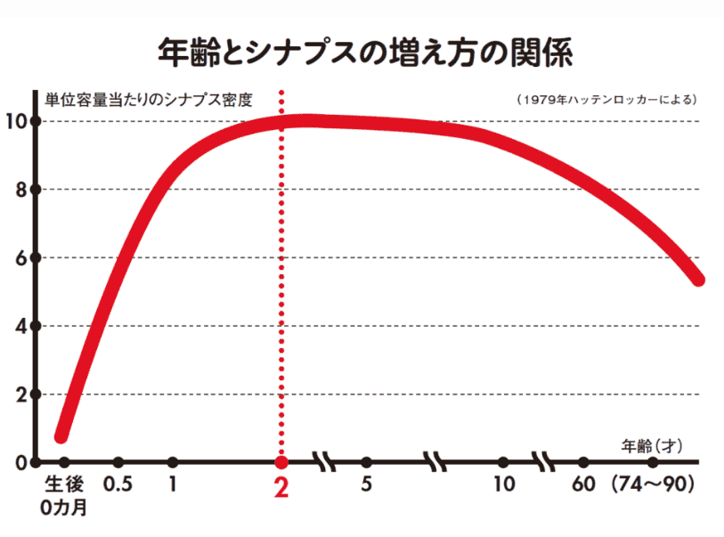 年齢とシナプスの相関関係　