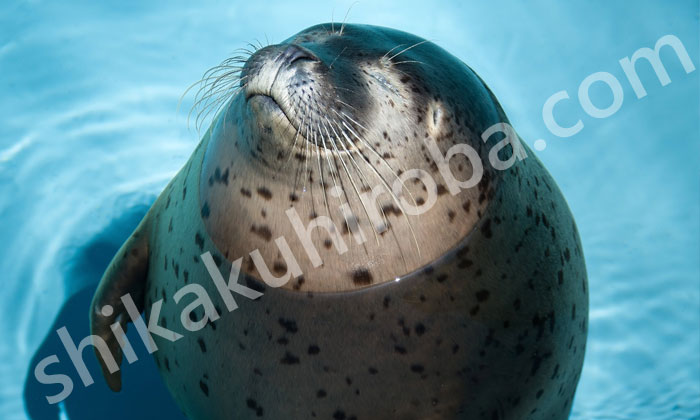 水族館トレーナー