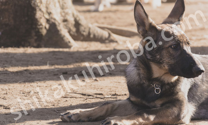 犬訓練士資格取得の難易度は？試験情報・報酬相場を徹底分析