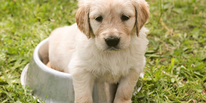 エサ入れに入る子犬