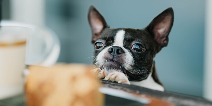 エサを待つ犬