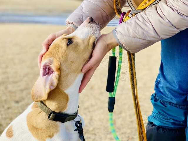 ドッグトレーナーになるには？