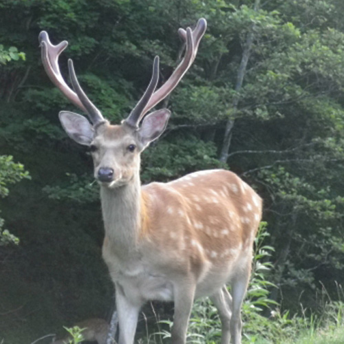 害獣駆除の仕事は高報酬!?必須の銃資格・免許の取得方法とは