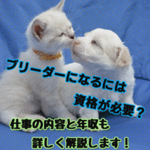 犬・猫のブリーダーになるには資格が必要？年収や仕事内容まとめ