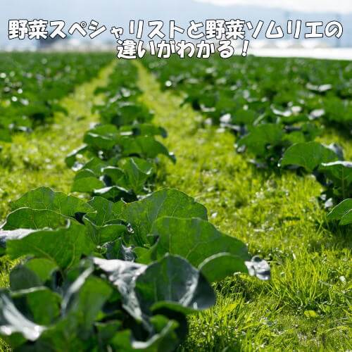 野菜スペシャリストと野菜ソムリエの違いは？仕事に活かせるのはどっち？